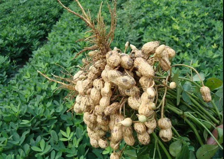 1637132216742446.jpg 1637132216742446.jpg