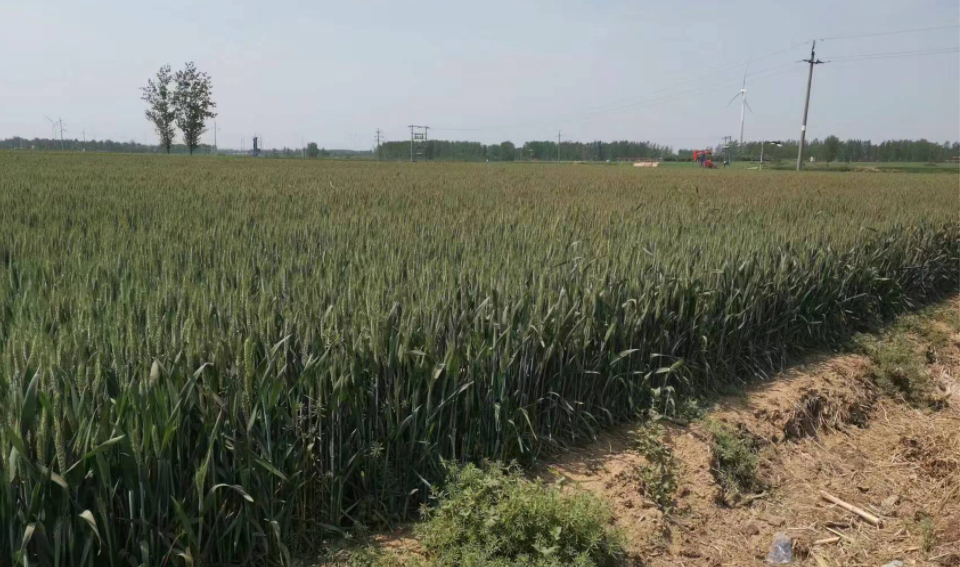 平博88收获小麦机:有何魔力让30年老机手着迷?(图2) 平博88收获小麦机:有何魔力让30年老机手着迷?(图2)