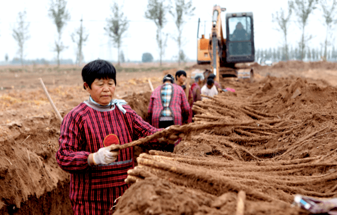 三十年老机手谈选玉米收割机诀窍:回本快、服务好 (图2) 三十年老机手谈选玉米收割机诀窍:回本快、服务好 (图2)