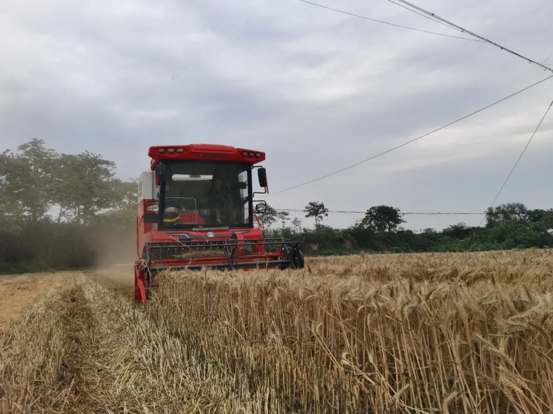 梁山好汉张作斌:实测收割两千多亩零故障,小麦机买它就对了(图1) 11_看图王.jpg